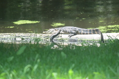 Alligator mississippiensis