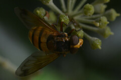 Volucella inanis
