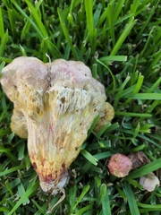 Pulchroboletus rubricitrinus