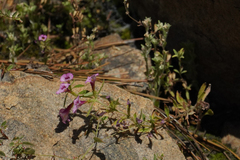 Diplacus torreyi
