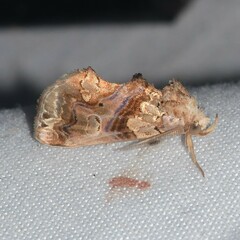 Plusiodonta compressipalpis