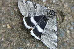 Catocala relicta