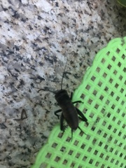 Gryllus campestris