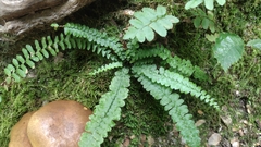 Asplenium platyneuron