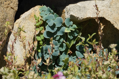 Pellaea bridgesii