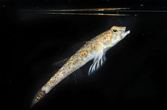 Pomatoschistus marmoratus