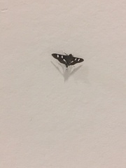 Desmia funeralis
