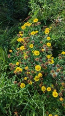 Pulicaria dysenterica