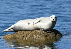 Phoca vitulina richardii