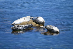 Phoca vitulina richardii