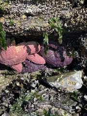 Pisaster ochraceus