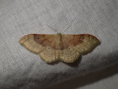 Idaea degeneraria