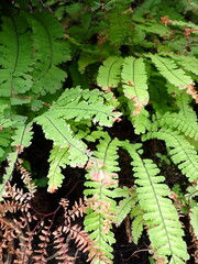 Adiantum aleuticum