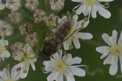 Melangyna labiatarum