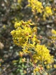 Tetragonia