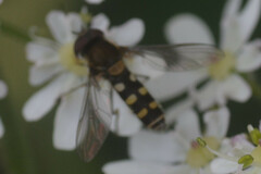 Melangyna labiatarum