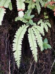 Adiantum aleuticum
