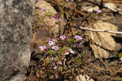 Diplacus torreyi