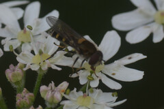 Melangyna labiatarum