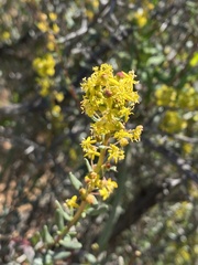 Tetragonia