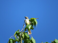 Myiodynastes luteiventris