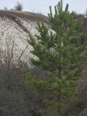 Pinus sylvestris