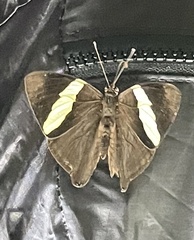 Colobura dirce