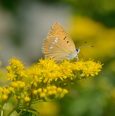 Lycaena virgaureae