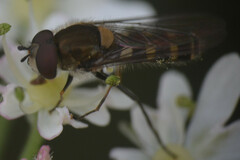 Melangyna labiatarum