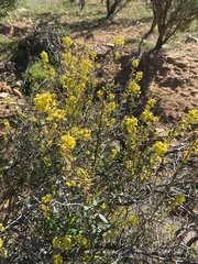 Tetragonia