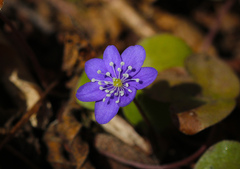 Hepatica nobilis