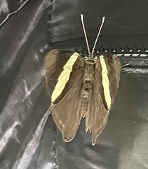 Colobura dirce