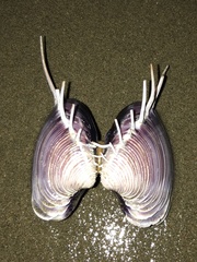 Hysteroconcha lupanaria