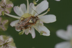 Heteroptera