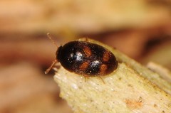 Litargus