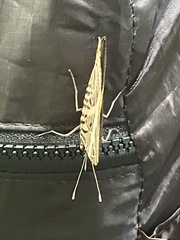 Colobura dirce