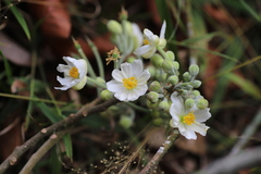 Lindackeria bukobensis