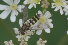 Melangyna labiatarum