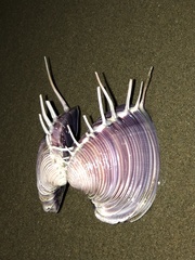 Hysteroconcha lupanaria