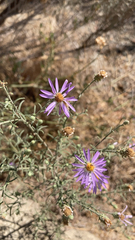 Dieteria canescens