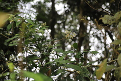 Lindackeria bukobensis