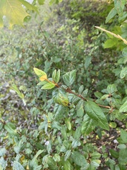 Shepherdia canadensis