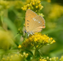 Lycaena virgaureae