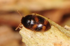Litargus