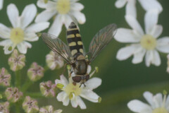 Melangyna labiatarum