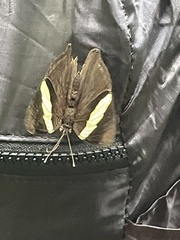 Colobura dirce