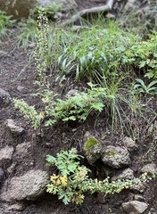 Artemisia absinthium