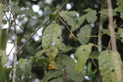 Lindackeria bukobensis