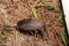 Lethocerus americanus