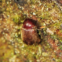 Sculptotheca puberula